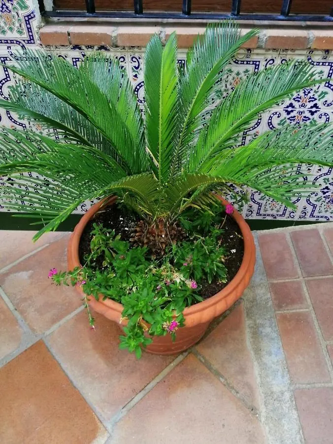 El Patio De Santiago Hotel Cordoba Guest house